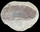 Fossil Neuropteris Seed Fern Leaf (Pos/Neg) - Mazon Creek #70343-1